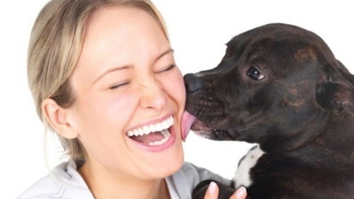 Why Do Dogs Lick: Everything You Need To Know