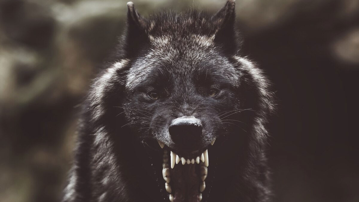 el lobo negron